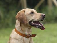 Claude BIGEON - Claude Bigeon